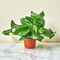 Golden Pothos