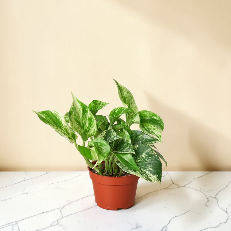 Pothos Marble Queen 4 inch