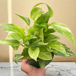 Pothos Neon Queen 6 inch