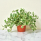 Pothos 'N Joy'