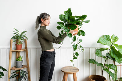 House Plants