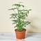 Schefflera 'Umbrella Tree'
