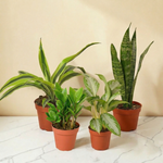 Shadow Garden — 4 Plant Low Light Collection