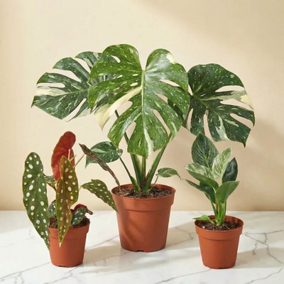 The Showstopper Set - 3 Plant Statement Collection
