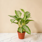 Chinese Evergreen Silver Bay 4 inch