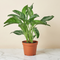 Chinese Evergreen 'Silver Bay'