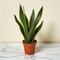 Snake Plant 'Black Gold'