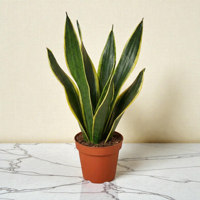 6inch_marble