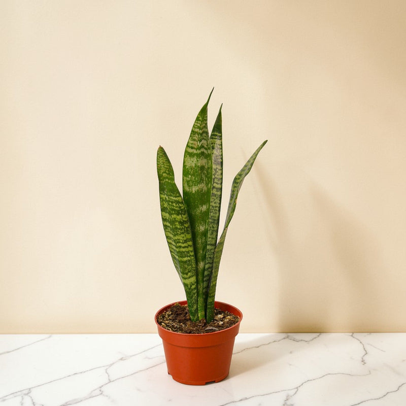 Snake Plant Zeylanica 6 inch