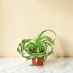 Spider Plant Bonnie 4 inch