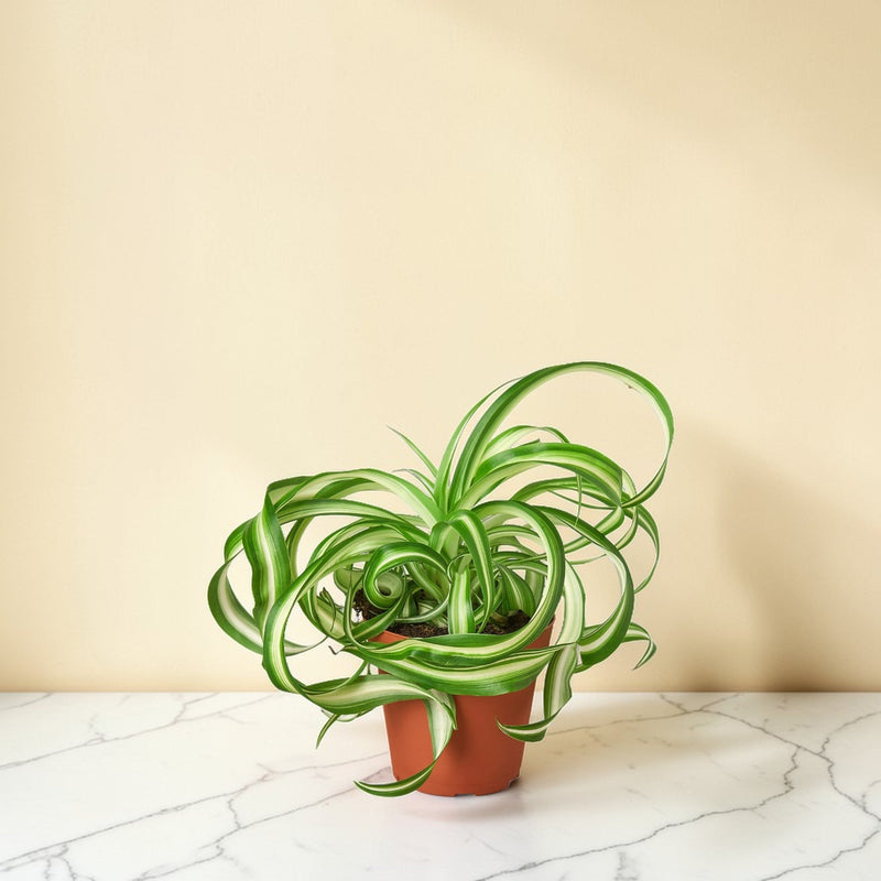 Spider Plant Bonnie 4 inch