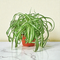Bonnie Curly Spider Plant