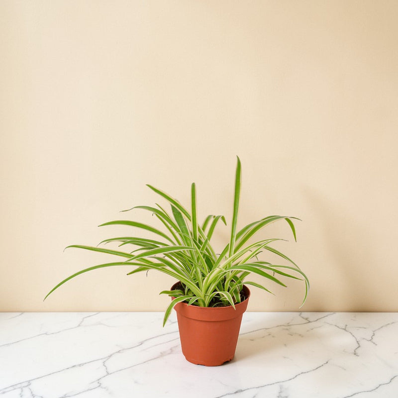 Spider Plant Reverse 4 inch