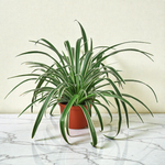 6inch_marble