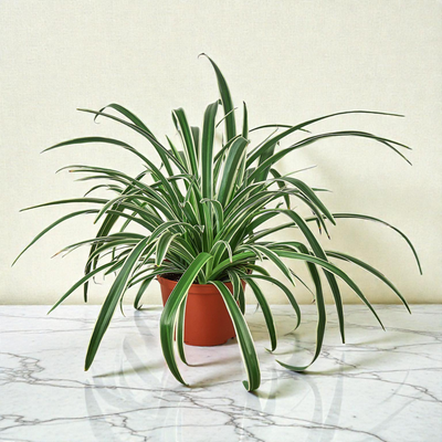 6inch_marble