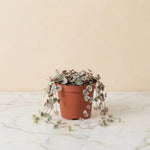 String of Hearts Variegated 4 inch