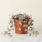 Variegated String of Hearts