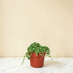 String of Pearls 4 inch