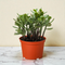 Jade Plant 'Crassula Ovata'