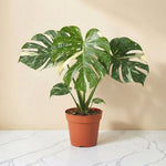 Monstera Thai Constellation 6 inch