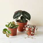 Velvet Dreams - 3 Plant Collectors Collection featuring Alocasia Black Velvet, Hoya Tricolor, and String of Hearts Variegated