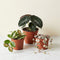 Velvet Dreams — 3 Plant Collector's Bundle