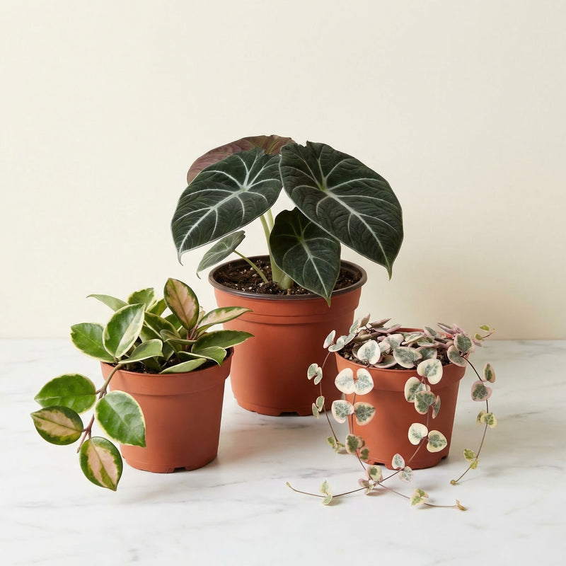 Velvet Dreams - 3 Plant Collectors Collection featuring Alocasia Black Velvet, Hoya Tricolor, and String of Hearts Variegated