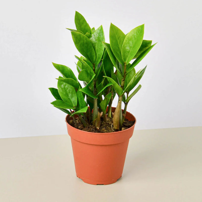 ZZ Plant 4 inch