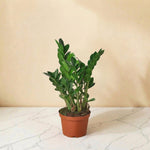 ZZ Plant 6 inch marble background
