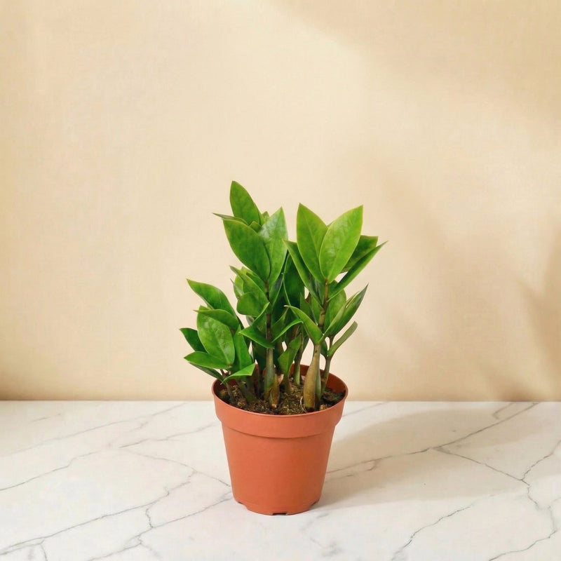 6inch_marble